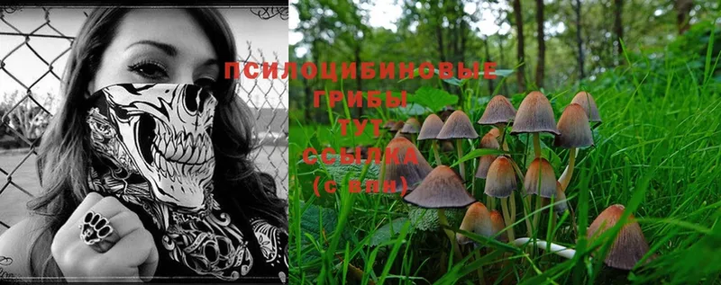 Галлюциногенные грибы MAGIC MUSHROOMS  Минеральные Воды 